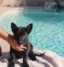 There's no doubting the fact that german shepherds love to work! Oma Solid Black German Shepherd Female Puppy For Sale