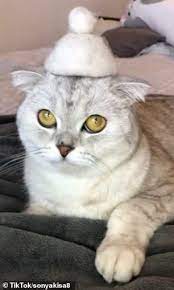 Cat In The Hat Tiktok Video Shows Cat Wearing A Series Of Funny Hats Cute Baby Animals Funny Cute Cats Baby Animals Funny