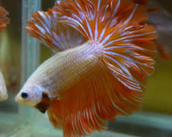 Beautiful Betta Pink Orange Rose Tail Over Half Moon Ohm Male In 2020 Betta Fish Types Betta Fish Betta