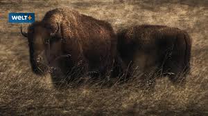 The american bison (bison bison), is a bovine mammal that is the largest terrestrial mammal in north america, and one of the largest wild cattles in the world. Amerikanische Bisons Der Wald Und Steppenbuffel Kehrt Zuruck Welt