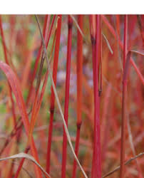 Image result for Andropogon