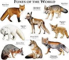 Foxes Of The World Animals Beautiful Animals Wild Animals