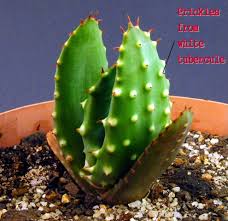 Image result for Aloe pienaarii