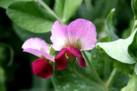 Maybe you would like to learn more about one of these? Pea Flowers Of Purple And White Interviews Naked Scientists