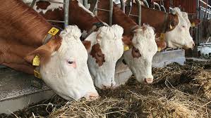 Jun 09, 2019 · jun 09, 2019 · essential oils unlocked with pj hanks has 680 members. Use Of Essential Oil Feed Additives In Ruminant Nutrition Opportunities And Challenges Biomin Net