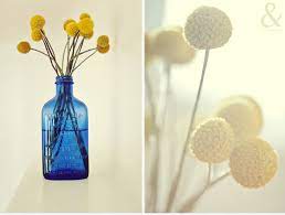 Check spelling or type a new query. Currently Loving Yellow Pom Flowers Ruffled Pom Pom Flowers Billy Balls Music Themed Wedding