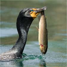 Double Crested Cormorant Beautiful Birds Beautiful Creatures Sea Birds