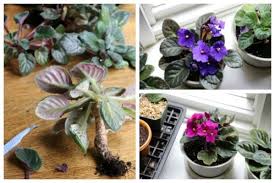 What soil do cactus need? How To Repot African Violets Empress Of Dirt