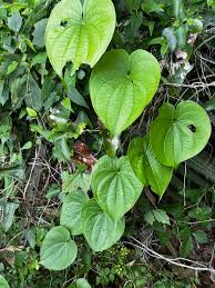 Image result for Acalypha polymorpha