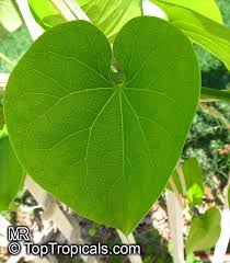 Image result for Tinospora fragosa