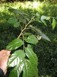 Image result for Ekebergia