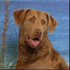 Puppies are canadian kc registered. 7 My Ali Dog Ideas Chesapeake Bay Retriever Dogs Puppies