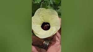 Image result for Hibiscus vitifolius