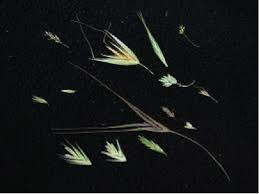 Grass Seeds Avoiding The Pain
