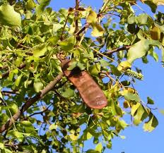 Image result for Erythrophleum