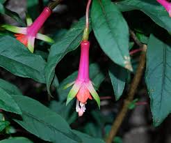 Image result for Fuchsia splendens