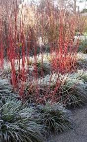 Cornus Alba Sibirica Underplanted With Carex Morrowii Fisher S Form In Winter In The Sir Harold Hillier Gardens Plants Winter Garden Winter Plants