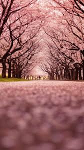 Install this cherry blossom newtab themes and enjoy hd wallpapers of cherry blossoms everytime you open a new tab. Japanese Cherry Blossom Iphone Wallpapers Top Free Japanese Cherry Blossom Iphone Backgrounds Wallpaperaccess