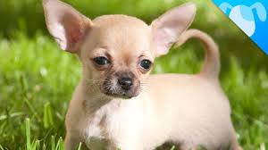 Chihuahuas are cute, intelligent and great watchdogs. Chihuahua Facts Youtube