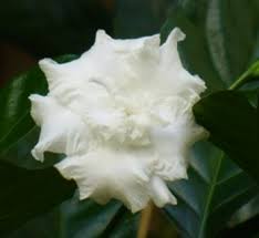 Image result for Tabernaemontana odoratissima