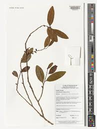 Image result for Canellaceae