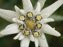 Edelweiss Flower Bouquets Edelweiss Flower Alpine Flowers Flowers
