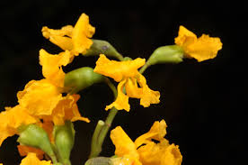 Image result for Pterocarpus indicus