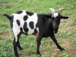 Black And White Goat Breeds Black And White Goat Goats Show Goats Animals