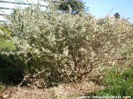 Image result for Atriplex halimus