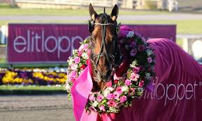 Enda sen elitloppet etablerades år 1952 så har tränare, kuskar och hästar jaget den åtråvärda titeln. Elitloppet 2020 Opa Proppen Auf Dem Gipfel Trabrennsport Aus Aller Welt Info Stall Mein Trabrennsport De