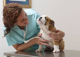 Normal Temperature Heart And Respiratory Rates In Dogs
