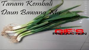 Campuran tersebut bisa dimasukkan ke dalam polybag atau wadah plastik bekas seperti botol atau kaleng bekas. Tanam Kembali Daun Bawang Mu How To Regrowing Your Spring Onion At Home Youtube