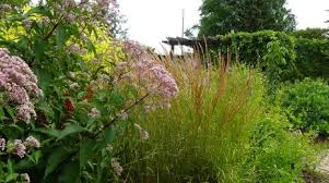 The seeds like a chill, and the young seedlings can handle cooler temperatures. Native Plants Umn Extension