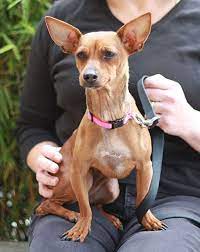 Flora 2 Chihuahua Mix Chihuahua Dachshund