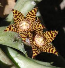 Image result for Orbea schweinfurthii