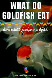 What Do Goldfish Eat Learn What To Feed Your Goldfish Goldfish Fish Care Goldfish Care