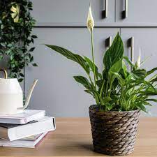 In early spring, wake them up with light and water. Peace Lily Plant Care Growing Guide