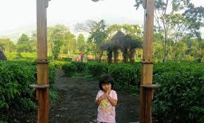 Sie waren bereits in kebun teh jamus (lereng gunung lawu)?teilen sie ihre erfahrung! Tiket Masuk Kebun Teh Wonosari Malang 2021 Wisata Dan Penginapan
