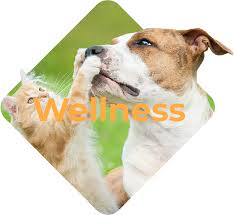 Shop dog food & pet supplies online today. Cityvet Complete Veterinary Care Boarding Grooming Pet Care