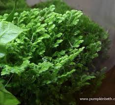 Image result for Selaginella kraussiana