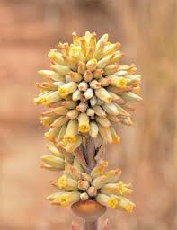 Image result for Kalanchoe lateritia