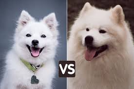 It belongs to the spitz or northern dog group, specifically the laikas, a eurasian dog type used for a variety of purposes, namely hunting, herding, guarding, and sledding. Japanese Spitz Vs Samoyed Similarities And Differences