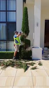 Image result for spiral cut juniper trees
