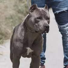 Once weekly brushing as well as occasional bathing is often enough. Allevamento Pitbull Terrier Red E Blue Nose In Italia Pitbull Forest House