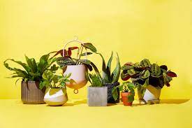 When you plant flowers in your garden, you need to ensure that the flowers and the saplings soak the nutrients from the soil well. The Best Places To Buy Plants Online Cheap Indoor Plants To Order