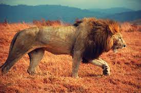 A Beautiful Lion Pose 3 Ngorongoro Safari Tanzania Scary Lion Beautiful Lion African Animals