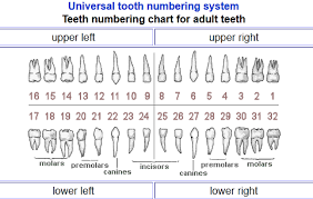 Also known as the military system. The Dental Notation I Will Be Using Throughout My Cases The Diary Of A Dental Intern