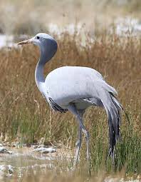Birds Of South Africa Images Blue Crane Photo Etosha Namibia Africa South African Birds Beautiful Birds Pet Birds