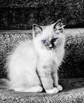The Ragdoll Cat — All About This Fascinating Cat Breed ...