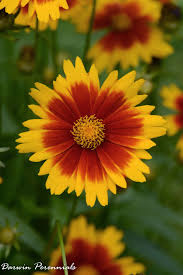 Coreopsis Pictures National Garden Bureau Tickseed Perennials Buy Flowers Online